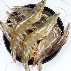 tôm thẻ chân trắng Duy Phát