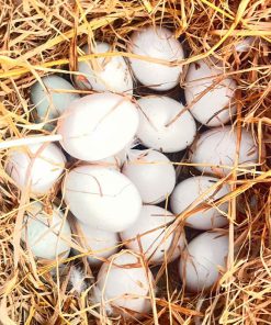 Sản Phẩm Từ Trứng