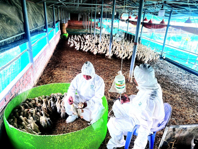 Nhân viên công ty tiêm chủng cho con giống tại trại nuôi