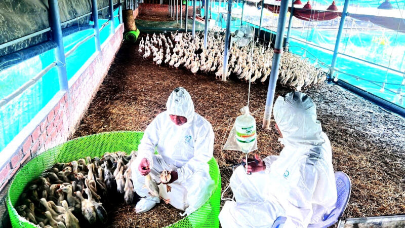 Truy xuất nguồn gốc trứng Duy Phát: Hành trình kiểm soát từ trang trại đến tay người tiêu dùng